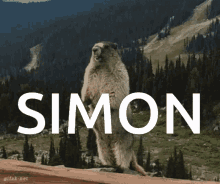 Simonmarmot Simonscream GIF