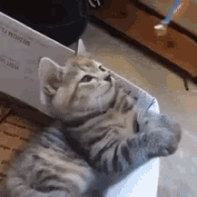 Cat Pet GIF - Cat Pet Kitten GIFs