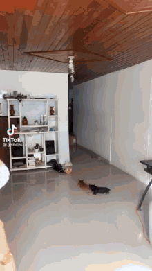 a tiktok video of a living room with a wooden ceiling and a few cats