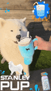 a poster for stanley pup shows a dog drinking from a blue cup