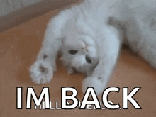 a white cat is laying on its back with the words im back written below it