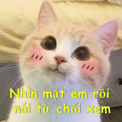 Cat GIF - Cat - Discover & Share GIFs