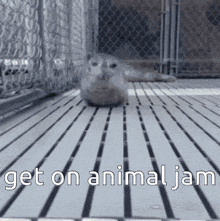 Seal Animal Jam GIF - Seal Animal Jam Seal Approaching GIFs