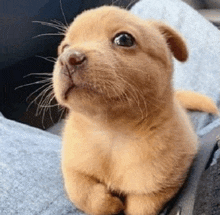 a small brown puppy is sitting on a person 's lap looking up at the camera .