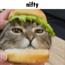 a close up of a cat with a sandwich on its head .
