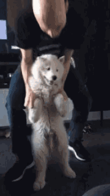 Samoyed Dogdancing GIF - Samoyed Dogdancing Fat GIFs