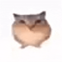 a close up of a hamster 's face on a white background .