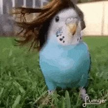 Parrot With Hair GIF - Parrot With Hair GIFs