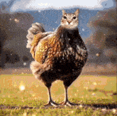 a chicken with a cat 's face is standing in a field