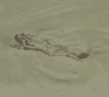 Frog Swim GIF
