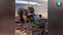 animal cute tease snicker squirrel