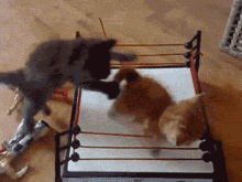 Catfight Cats GIF - Catfight Cats Ring GIFs