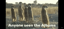 Meerkat Search GIF - Meerkat Search Album GIFs