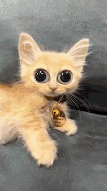 Cat Orange GIF - Cat Orange Eyes GIFs