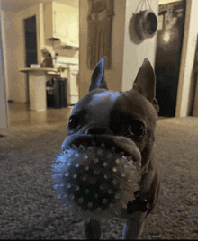 a dog is holding a toy in its mouth and looking at the camera