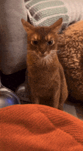 a cat is sitting on a couch and looking at the camera with an angry look on its face