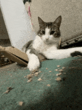 Cat Tap Cat Paw GIF - Cat Tap Cat Paw Sponge Cat GIFs