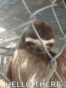 Sloth Eye Brow Raise GIF - Sloth Eye Brow Raise Hello There GIFs
