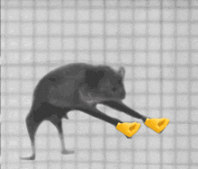 a drawing of a cat with yellow gloves on its legs