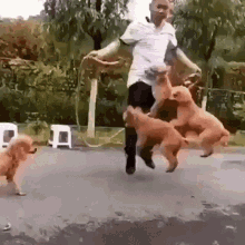 Jump Dogs GIF - Jump Dogs GIFs