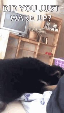 Dog Did You Just Wake Up GIF - Dog Did You Just Wake Up GIFs