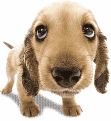 szimatol%C3%B3kutya sniffing dog sniff dog cute