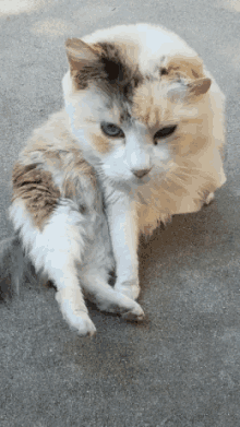 Cat Cute GIF - Cat Cute Stray GIFs