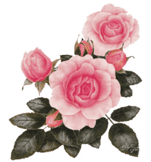 sparkling pink roses flowers