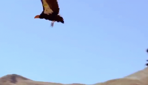Condor Vulture GIF - Condor Vulture Bird - Discover & Share GIFs