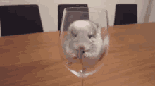 Animalitos GIF - Hamster In Glass GIFs