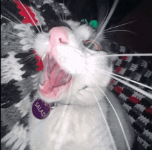 Talans Cat Gif Cat Eating Camera GIF - Talans Cat Gif Talan Talans Cat GIFs