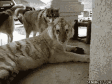 Funny Animals Tiger GIF - Funny Animals Tiger GIFs
