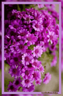 Flowers Beautiful GIF - Flowers Beautiful Images GIFs