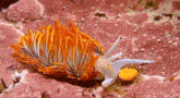 a sea slug with orange and white feathers is crawling on a pink rock .