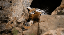 tiger cub baby tiger rawr wake up tiger