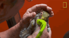 kiss tom cronenwett exotic animal er baby squirrel love you
