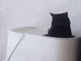 Cat Dancing In Litterbox Cat Dance GIF