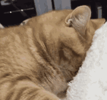 Cat Sleepy GIF - Cat Sleepy Cute GIFs