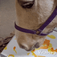 Paint A Picture With A Brush Horse GIF - Paint A Picture With A Brush Horse Viralhog GIFs
