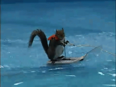 squirrel-water-skiing.gif
