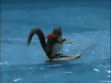 Twiggy The Water Skiing Squirrel GIF - Squirrel Water Skiing Funny GIFs