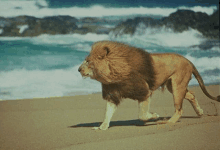 Sexy Lion GIF - Sexy Lion GIFs