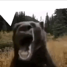 a close up of a bear yawning in a field with trees in the background .