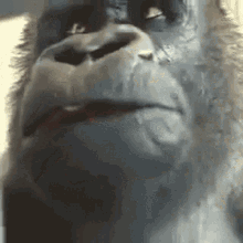 Monkewait Gorilla Eating Meme GIF