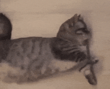 A Partridge In A Pear Tree GIF - A Partridge In A Pear Tree GIFs