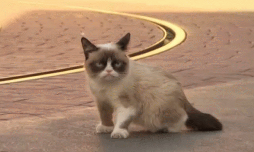 Angry cat is angry: “MEOW!” • Cat GIF Website