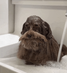a brown dog is taking a bath in a white sink