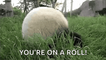 Rolling Pads GIF - Rolling Pads Cute GIFs