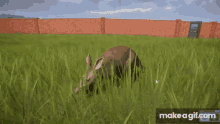 Aardvark Run GIF