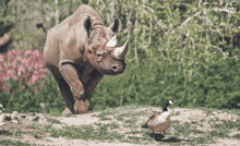 Rhino Goose GIF - Rhino Goose GIFs